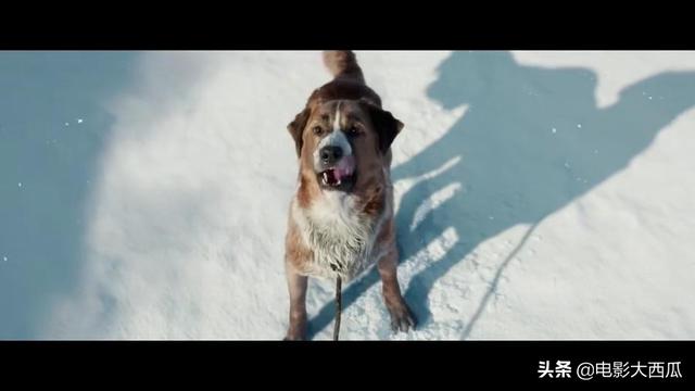 老人与雪橇犬的电影:《野性的呼唤》这部电影好在哪里？