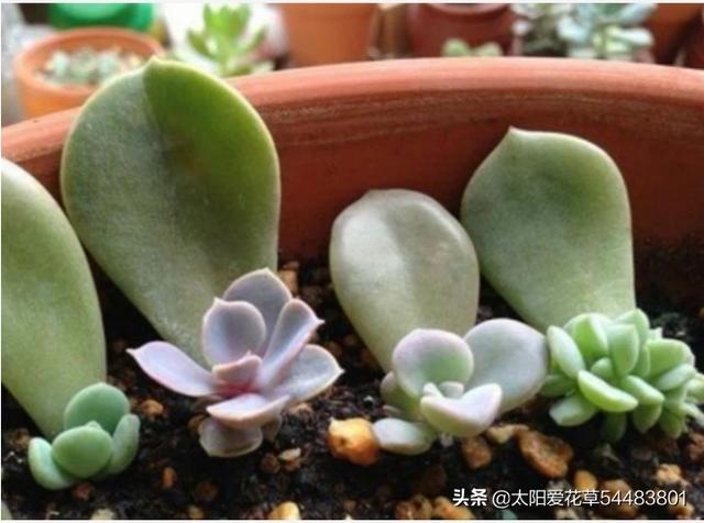 多肉叶片发芽之后,需要埋起来吗？该注意些什么？