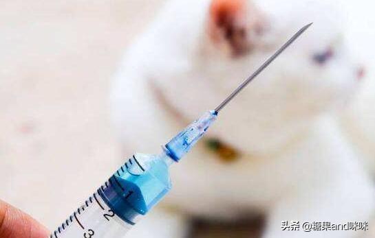 养猫指南百度文库:猫不长肉怎么办，大家都是用什么办法来解决的啊？