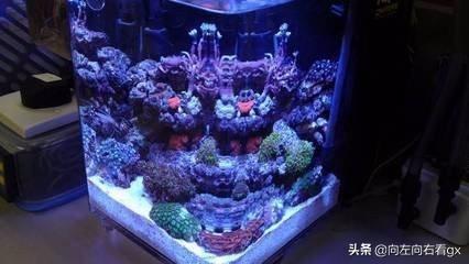 海水缸:海水鱼缸的开缸及暴躁步骤？