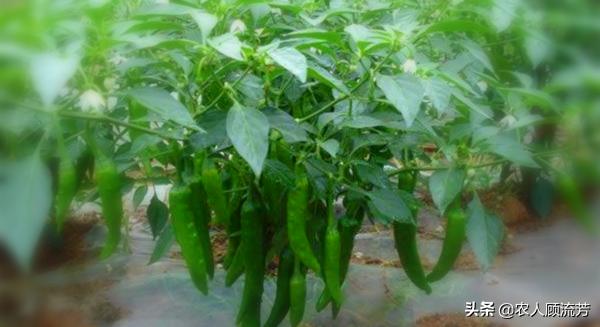 蚜虫的防治方法:蚜虫怎么治一种消灭蚜虫的好方法？