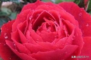 玫瑰与月季的区别,月季花与玫瑰花区别大吗？