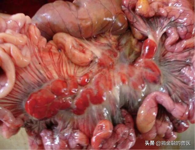 动物疫情测报终端:小猪发热死了去找人解剖说是猪瘟还有心肌炎怎么办？
