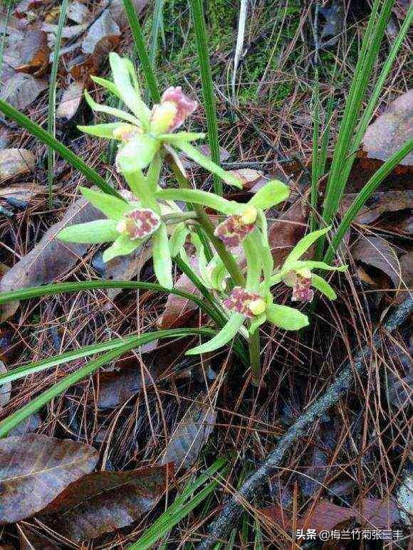 野生蕙兰为什么能成为保护植物？
