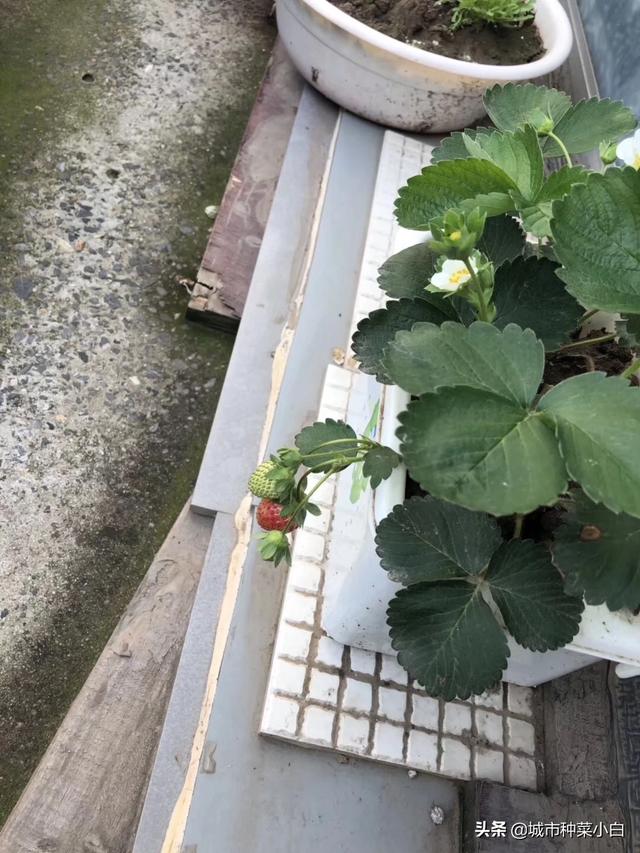 没有蜜蜂水果会消失吗，请问种在阳台上的水果盆栽，在没有蜜蜂授粉的情况下会不会结果呢