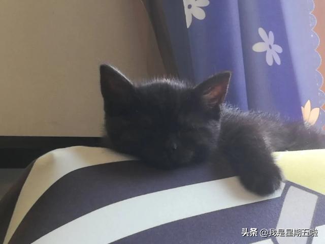 猫真的喜欢被打屁股么？