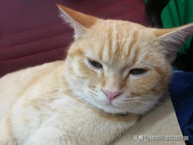 英短蓝猫,喂牛肉有助发腮吗？是喂生牛肉还是熟牛肉呢？