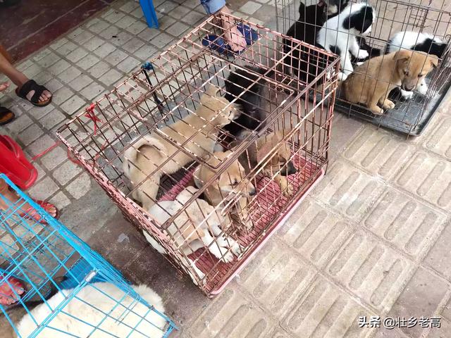 犬舍设计图:好想拥有一只这样的田园犬，去哪里能找得到呢？