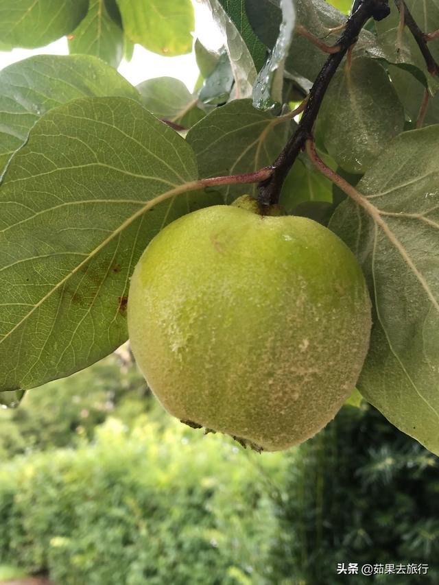 瑞士瓦莱州的瓦莱黑鼻羊:瑞士自由行，有什么当地特色的攻略推荐？