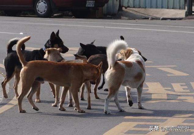 中大型犬类即将面临灭绝:狗放弃了狼的身份来到人类身边，算是成功的吗？