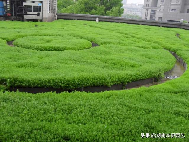 我家住在顶楼，最近想在楼顶搞一个空中花园，能否请大家提供好思路？插图3