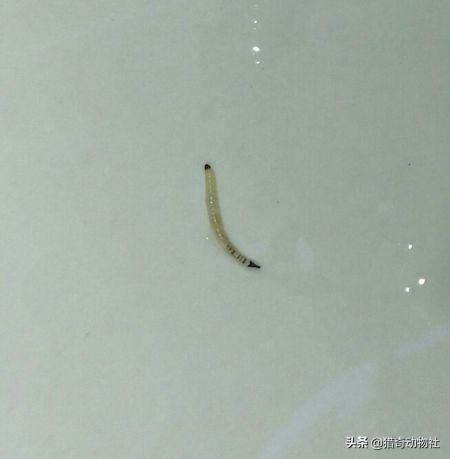 卫生间总有小飞虫是什么原因，卫生间的小飞虫该怎么清除