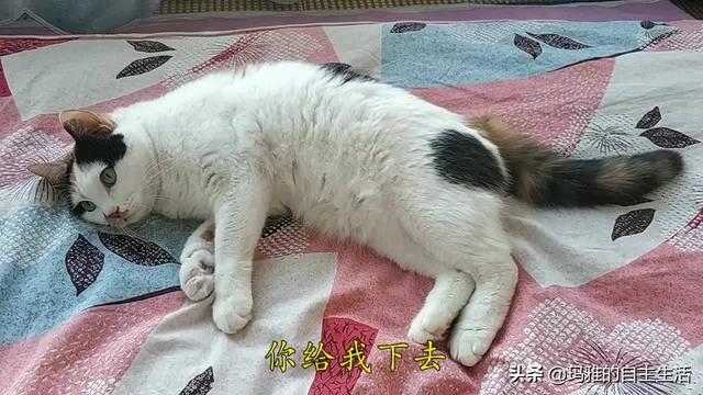 可爱小猫咪图片:为什么猫咪会那么粘着主人？