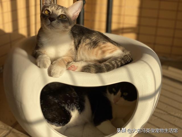 小猫跳出来3d免费:小猫从衣柜跳下来，前爪脱臼了，怎么办？