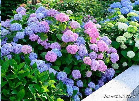 八仙花图片:八仙花图片和介绍 八仙花得了白粉病，该怎么治？