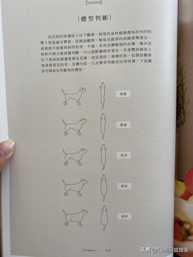 2个月小萨摩耶怎么养:两个月萨摩耶狗狗太瘦怎么办？