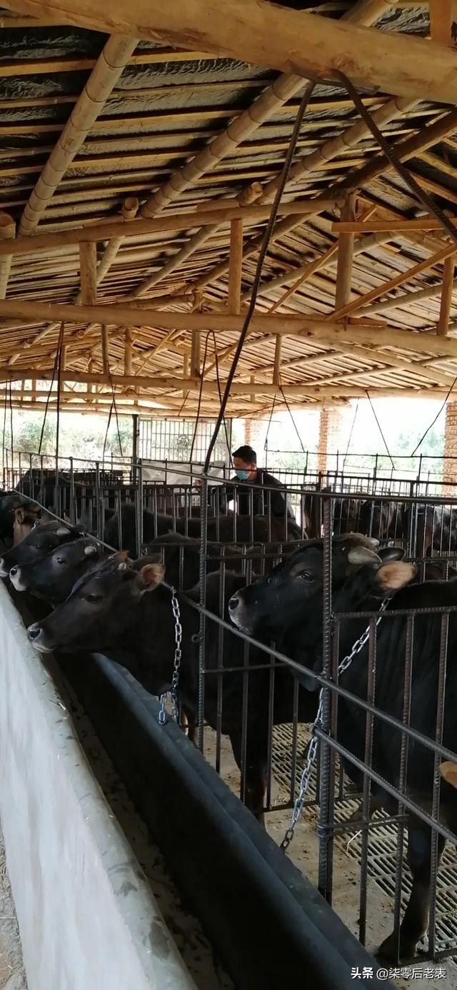 牛得了肝吸虫病症状:牛的鼓眼胀病有什么症状？该怎么办？