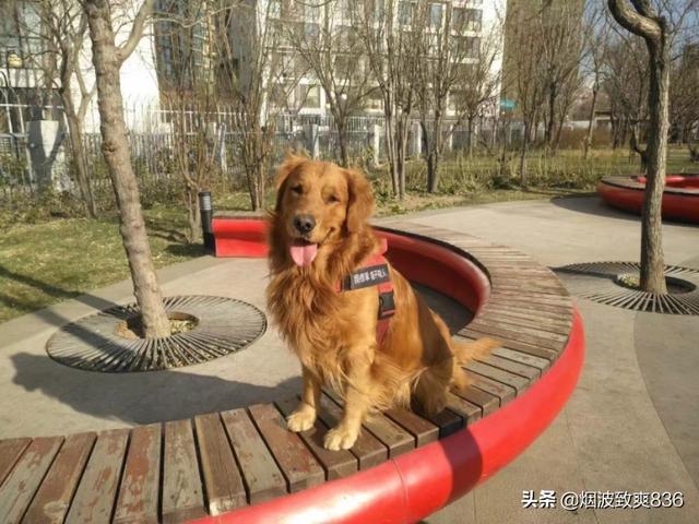 家里养金毛犬好养吗:您家里有没有活泼到没天理的小金毛？