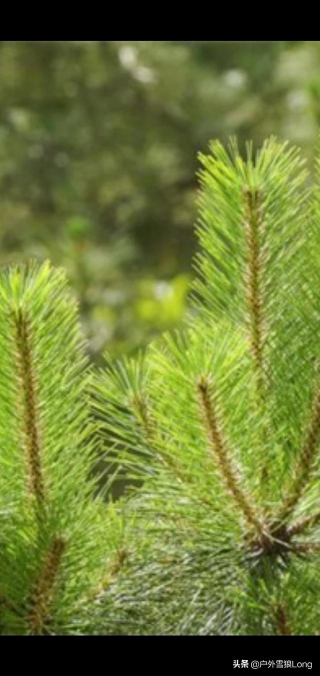 造纸用木粉生产设备,种什么树可以快速生长做纸浆呢？