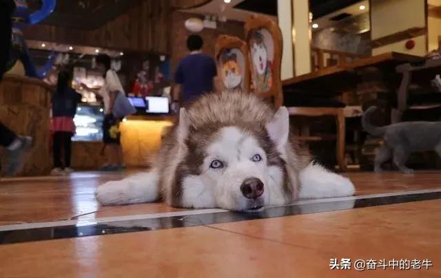 哈士奇 犬瘟症状:哈士奇哪些行为表明它生病了？