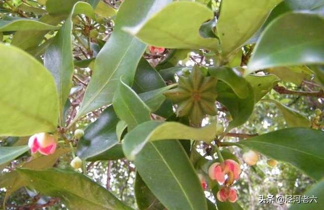八角苗育秧几月种植好？