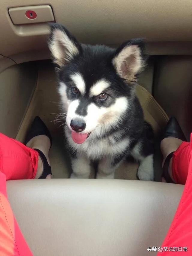哈士奇犬特点:哈士奇那么傻，为什么拉雪橇那么优秀？