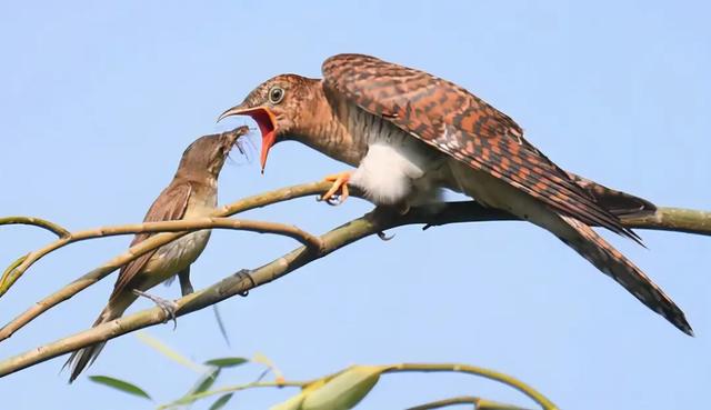 拥有海量铁矿石的澳大利亚为何不自己炼钢，从而创造更多的利润？插图10