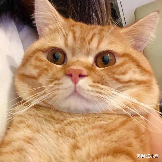 15斤的狸花猫:“十个橘猫九个胖，还有一个压塌坑”，橘猫一定是最胖的吗？