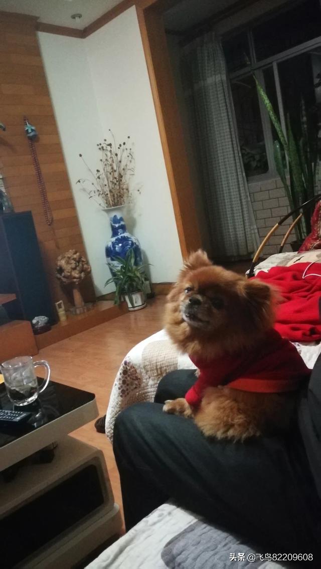 头条问答 狗狗会通过什么行为来表现自己不舒服 54个回答