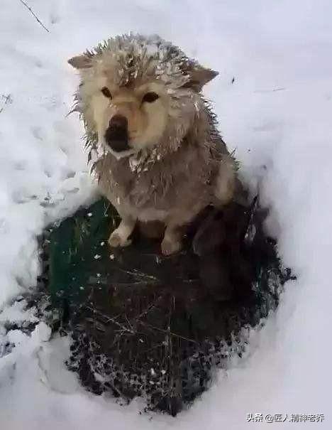 河北唐山流浪犬收容:应不应该私人救助流浪狗？还是应该交给国家专门机构？