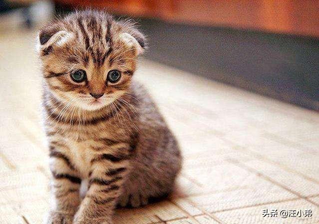 猫咪不乖的作品请:猫咪不乖的全部小说有哪些 我养了一只猫，它很不乖，很凶，我能放弃它吗？