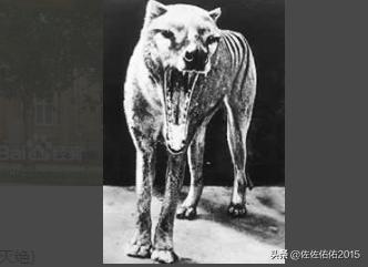 新几内亚歌唱犬灭绝了吗:10大已灭绝物种：霸王龙、斑驴？