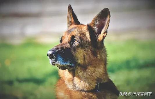 大型狗的种类和图片大全图:什么大型狗又漂亮又厉害？