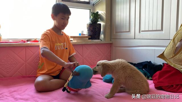 捡到一只流浪狗很爱喝水:路边捡了一只狗狗，要不要留？