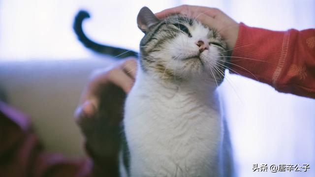 家猫多久能适应新主人:一岁半的猫咪今天刚来家里，怎么让它快速适应？ 成年猫一般多久可以适应新主人