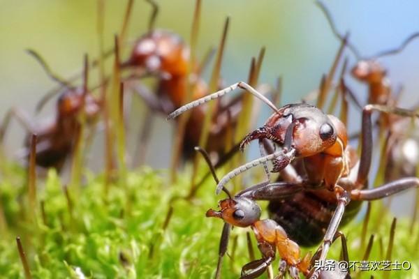 有什么灭蚂蚁的方法:家里有蚂蚁，如何可以彻底清除？