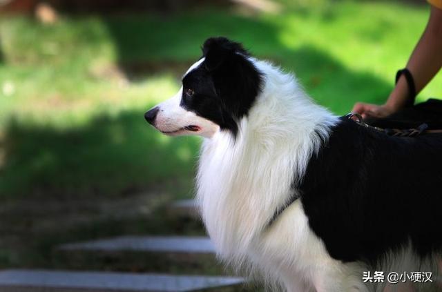 边牧怎么用犬虫一扫光:想要训练好边牧，应该怎么做？需要准备什么？