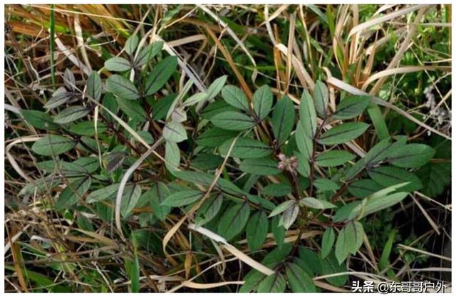 头条问答 - 中药材八股牛怎样种植,什么时间种好?(4个回答)