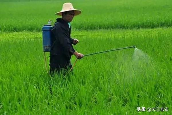 秋田蕗种植条件:收完红薯的地，目前再种小麦晚不晚？