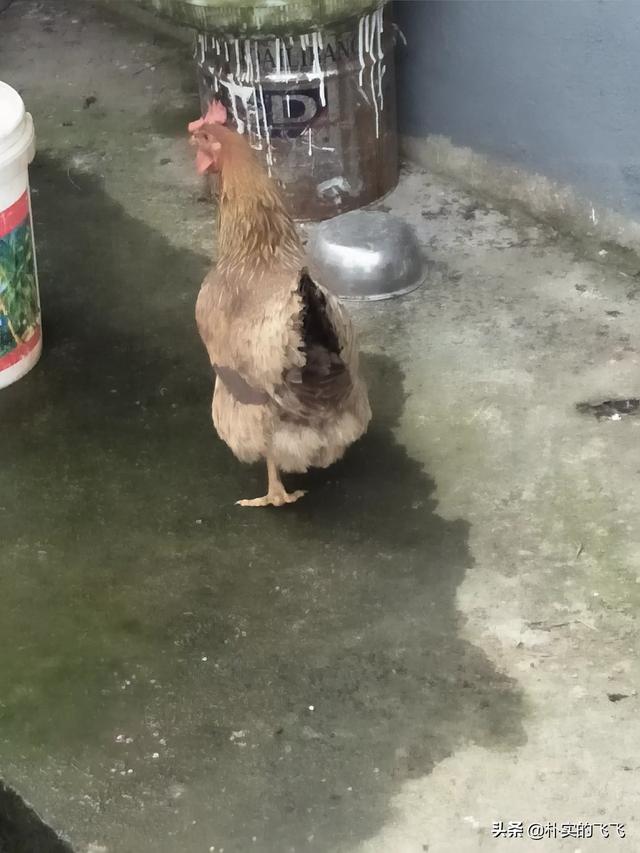 母鸡老是叫怎么办？