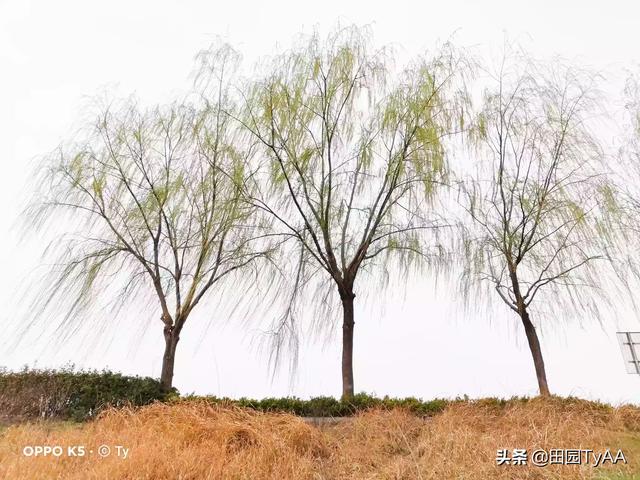 阿牛的歌:请根据阿牛的《桃花朵朵开》的歌词，拍摄出一套摄影组图？