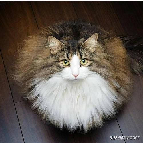 猫发情持续几天:母猫闹猫持续多久才停，母猫闹猫一般闹多长时间？