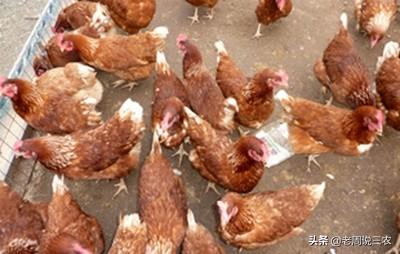 肉垂麦鸡可以吃吗:母鸡总是躲在窝里，不吃不喝怎么办？