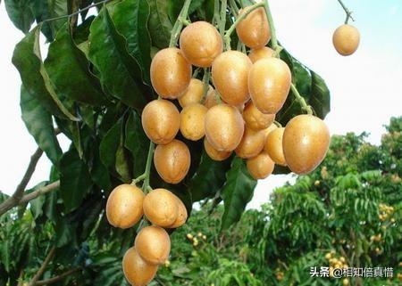 刘纯燕女儿:作为一名广东人，自己小孩已经不会说粤语了，为什么