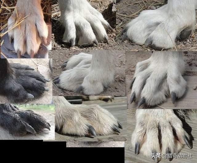 芬兰狐狸犬多少钱一只:狐狸是猫科还是犬科？请大家回答咯？