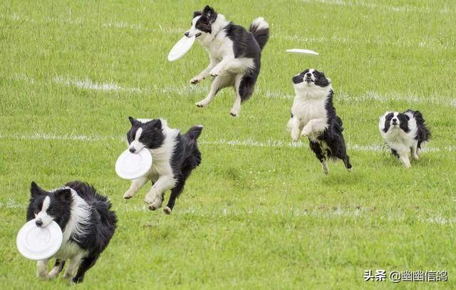 边境牧羊犬好不好免费观看视频:如何从品相上选购边境牧羊犬？