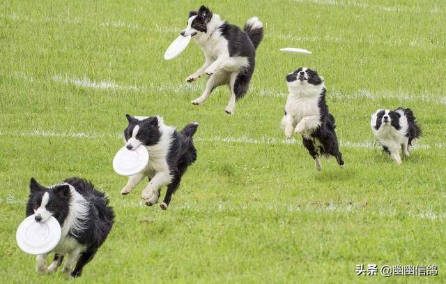 边境牧羊犬的图片上传:边境牧羊犬这么聪明，为什么养的人还是比较少的？