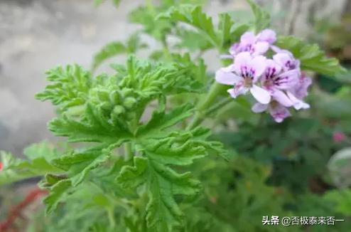 驱蚊草种子什么时候播种:什么时间种香菜能收获种子？