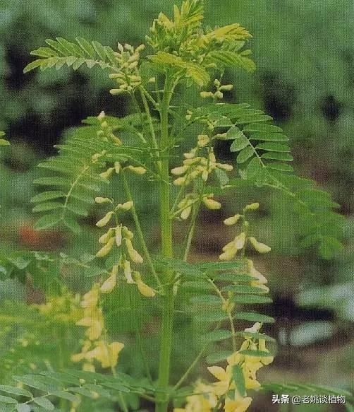 农村的野生黄芪什么样?和野刺蒺藜是一种植物吗?怎么分辨?-图3