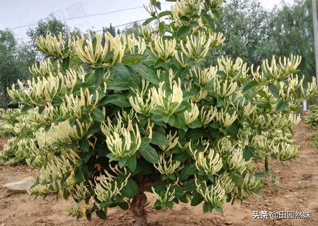 今年喜马拉雅山帝王花图片:珠穆朗玛峰的顶端有何特别之处，为什么有人非要爬上去看看？